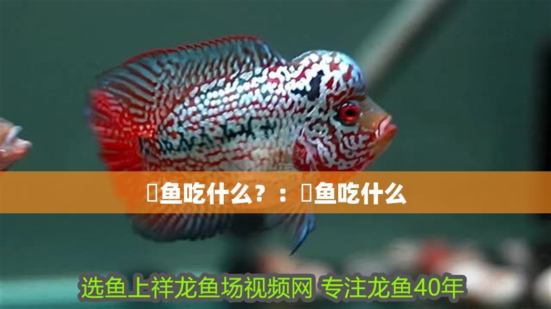 魟魚吃什么？：魟魚吃什么