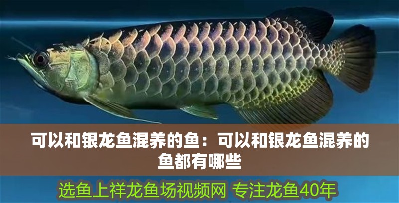 可以和銀龍魚混養(yǎng)的魚：可以和銀龍魚混養(yǎng)的魚都有哪些