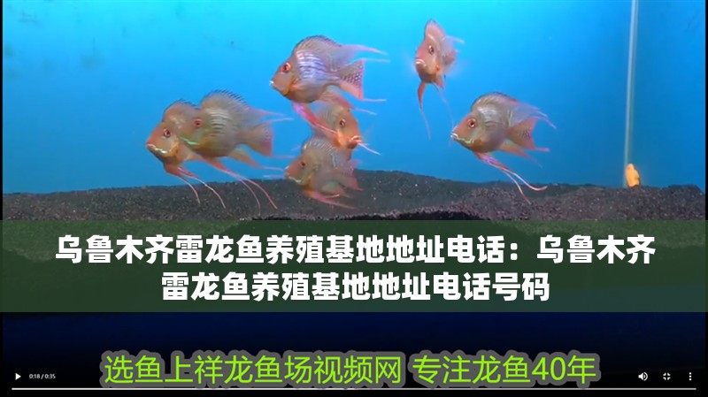 烏魯木齊雷龍魚養殖基地地址電話：烏魯木齊雷龍魚養殖基地地址電話號碼