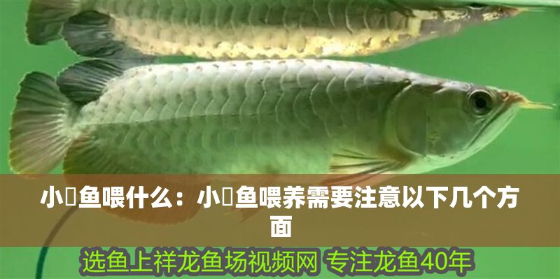 小魟魚喂什么：小魟魚喂養(yǎng)需要注意以下幾個(gè)方面