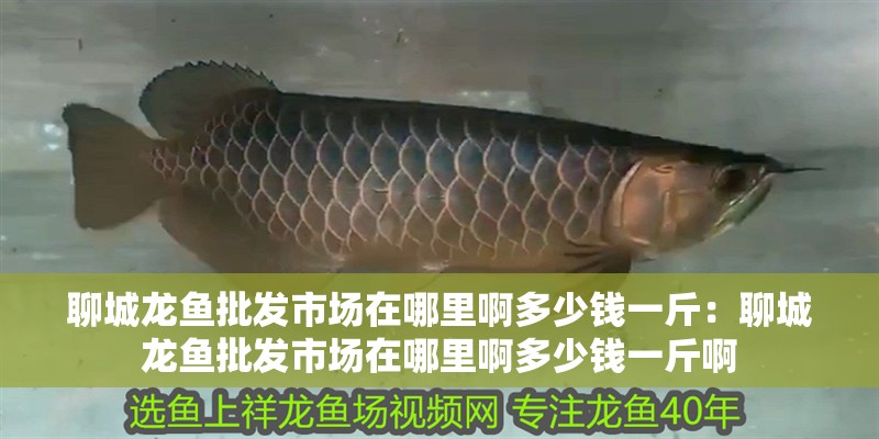 聊城龍魚批發(fā)市場在哪里啊多少錢一斤：聊城龍魚批發(fā)市場在哪里啊多少錢一斤啊