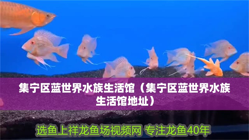 集寧區(qū)藍世界水族生活館（集寧區(qū)藍世界水族生活館地址） 集寧區(qū)藍世界水族生活館（集寧區(qū)藍世界水族生活館地址） 全國水族館企業(yè)名錄 第2張