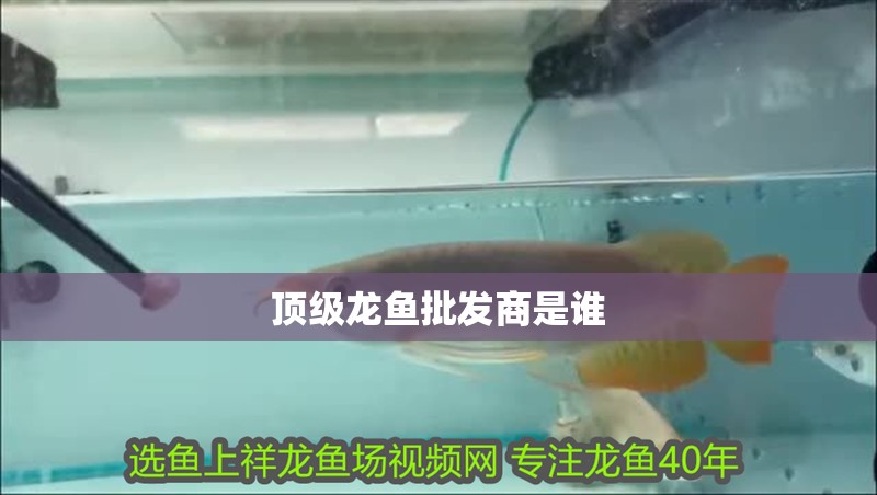頂級龍魚批發商是誰 頂級龍魚批發商是誰 龍魚百科 第4張