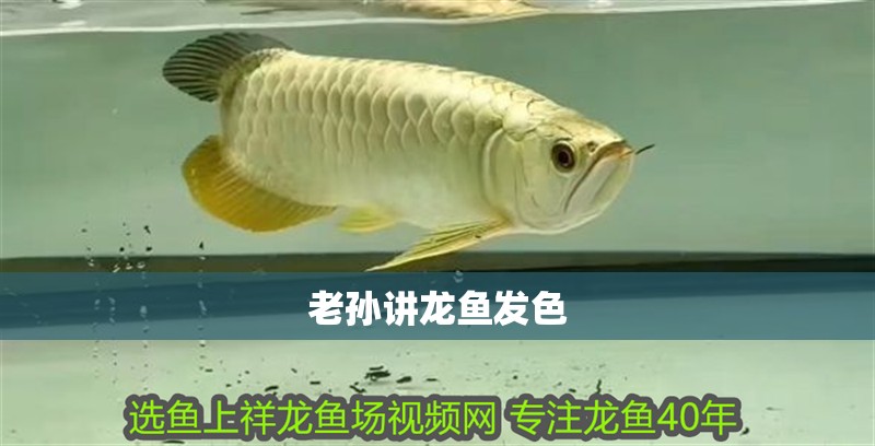 老孫講龍魚發(fā)色