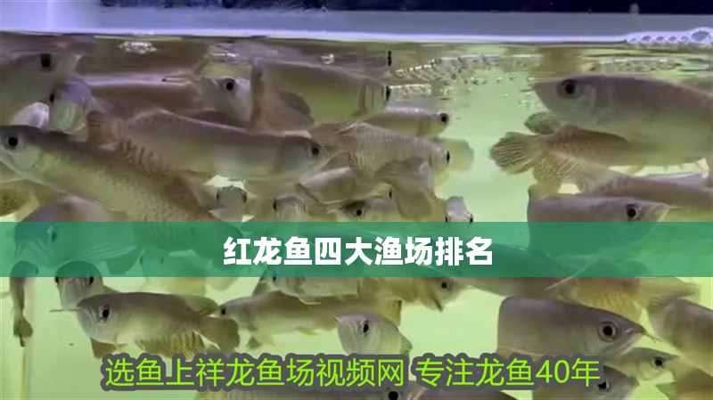 紅龍魚四大漁場排名