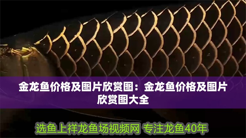 金龍魚價格及圖片欣賞圖：金龍魚價格及圖片欣賞圖大全 金龍魚價格及圖片欣賞圖：金龍魚價格及圖片欣賞圖大全 水族問答