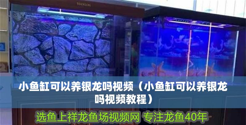 小魚缸可以養(yǎng)銀龍嗎視頻（小魚缸可以養(yǎng)銀龍嗎視頻教程）