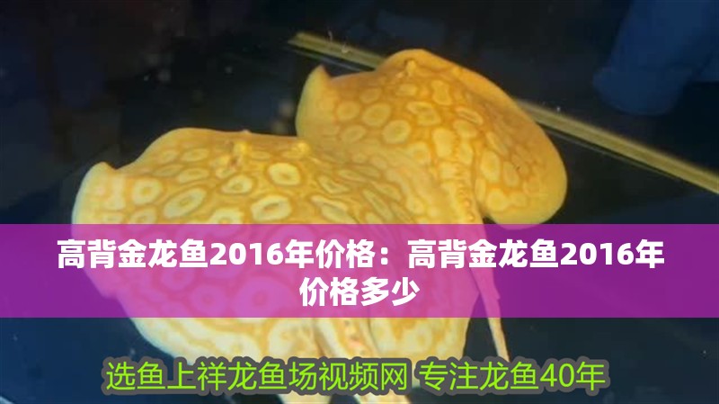 高背金龍魚(yú)2016年價(jià)格：高背金龍魚(yú)2016年價(jià)格多少