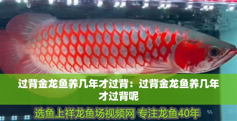 過背金龍魚養幾年才過背：過背金龍魚養幾年才過背呢