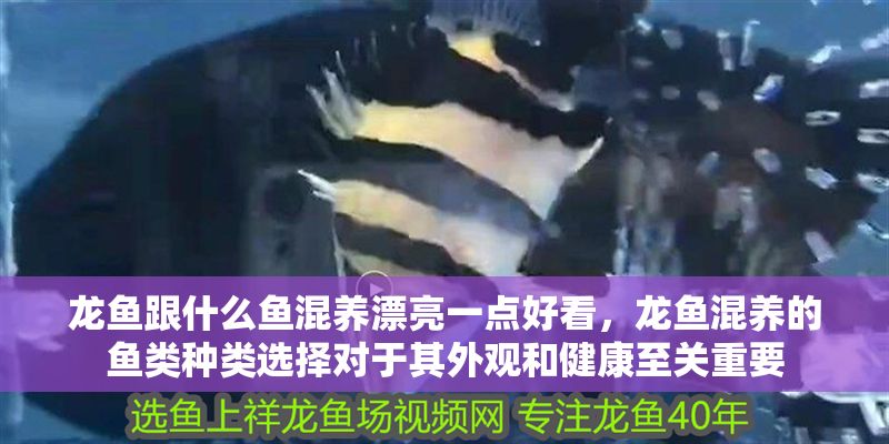 龍魚跟什么魚混養漂亮一點好看，龍魚混養的魚類種類選擇對于其外觀和健康至關重要