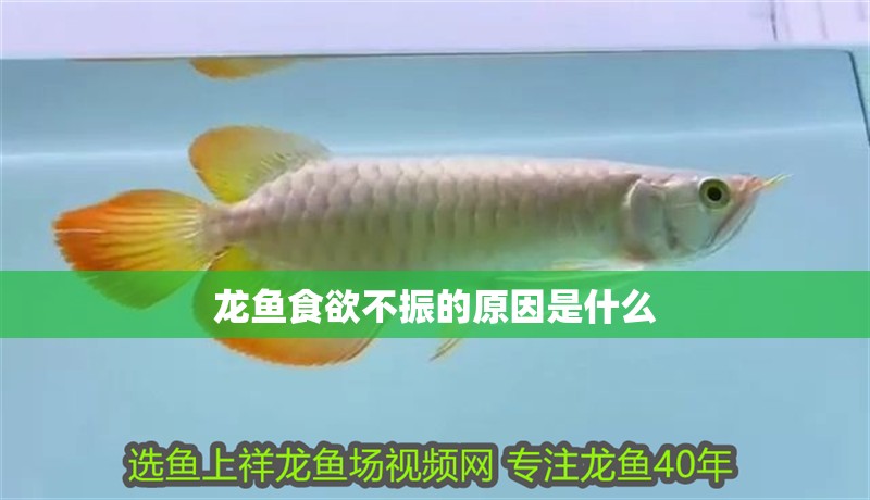 龍魚食欲不振的原因是什么