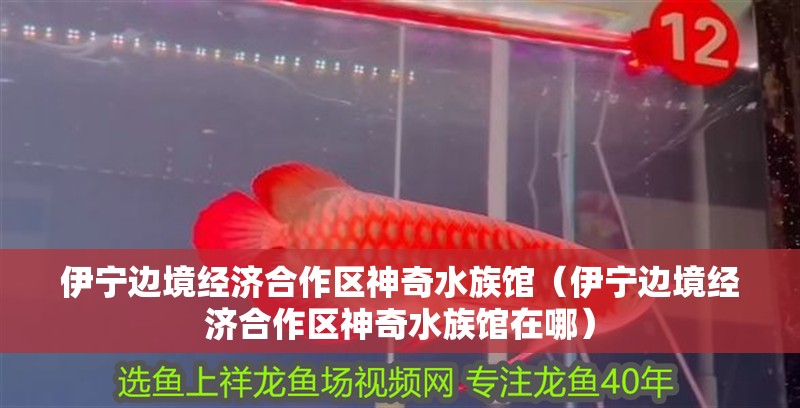 伊寧邊境經濟合作區神奇水族館（伊寧邊境經濟合作區神奇水族館在哪）