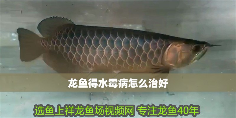 龍魚得水霉病怎么治好