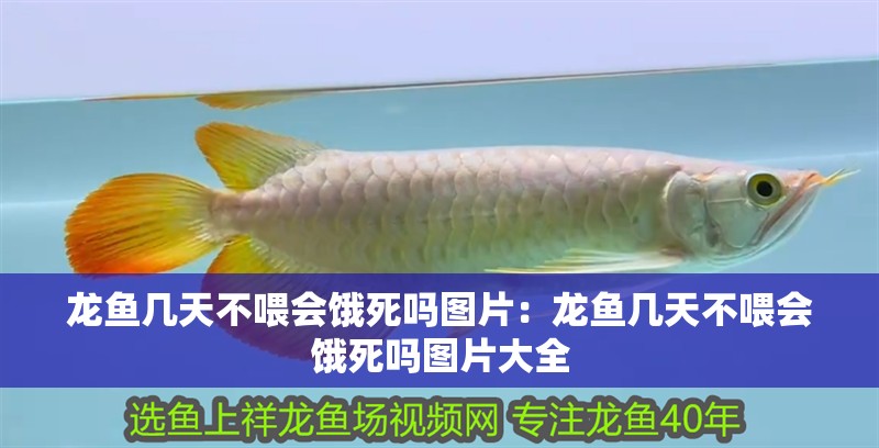 龍魚幾天不喂會餓死嗎圖片：龍魚幾天不喂會餓死嗎圖片大全