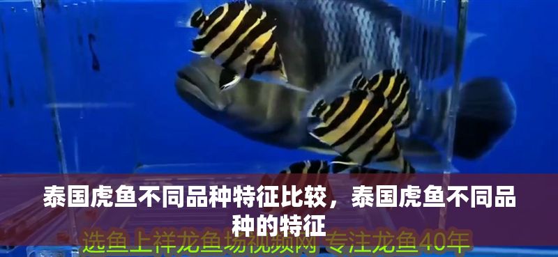 泰國虎魚不同品種特征比較,泰國虎魚不同品種的特征 虎魚百科 第2張 泰國虎魚不同品種特征比較,泰國虎魚不同品種的特征 泰國虎魚不同品種特征比較,泰國虎魚不同品種的特征 虎魚百科 第2張