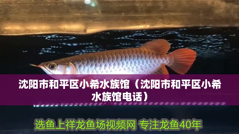 沈陽市和平區小希水族館（沈陽市和平區小希水族館電話）