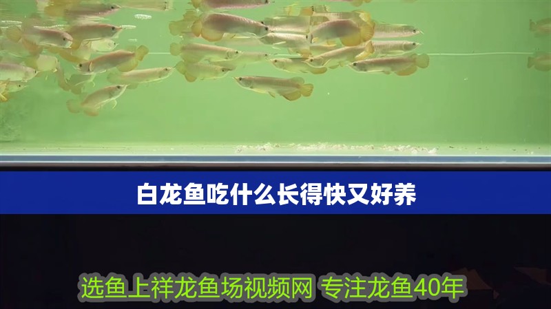白龍魚吃什么長得快又好養 龍魚百科 第4張 白龍魚吃什么長得快又好養 白龍魚吃什么長得快又好養 龍魚百科 第4張