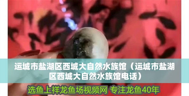 運城市鹽湖區西城大自然水族館（運城市鹽湖區西城大自然水族館電話）