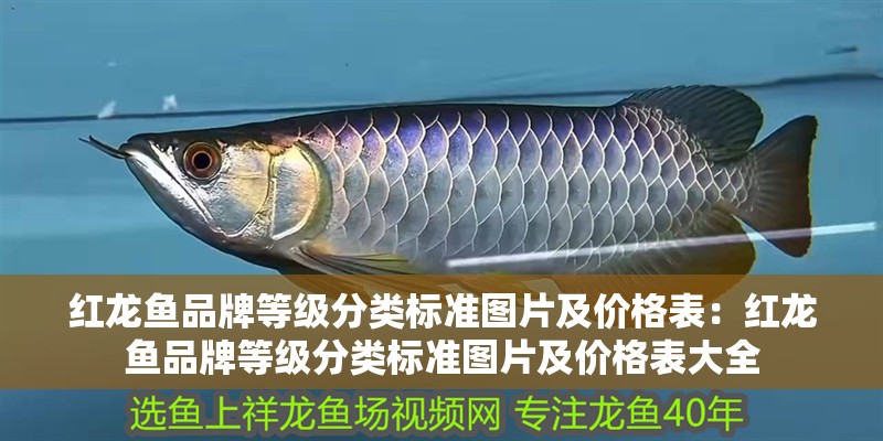 紅龍魚品牌等級(jí)分類標(biāo)準(zhǔn)圖片及價(jià)格表：紅龍魚品牌等級(jí)分類標(biāo)準(zhǔn)圖片及價(jià)格表大全