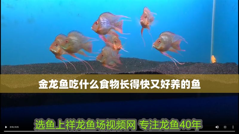 金龍魚吃什么食物長得快又好養的魚
