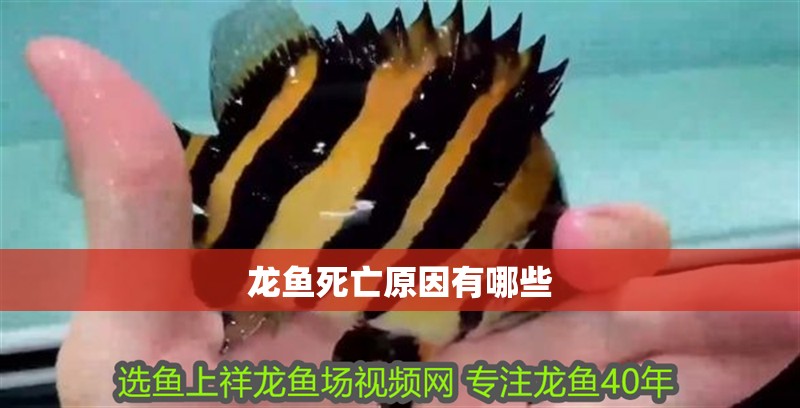龍魚死亡原因有哪些