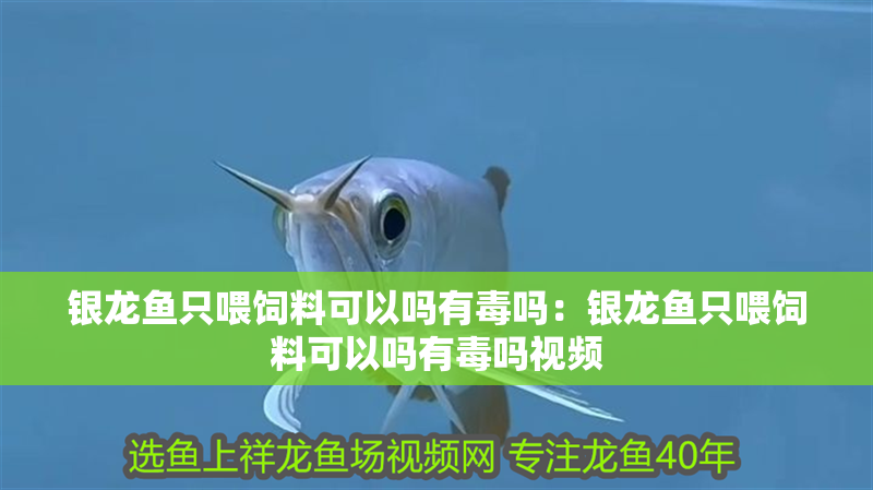 銀龍魚只喂飼料可以嗎有毒嗎：銀龍魚只喂飼料可以嗎有毒嗎視頻