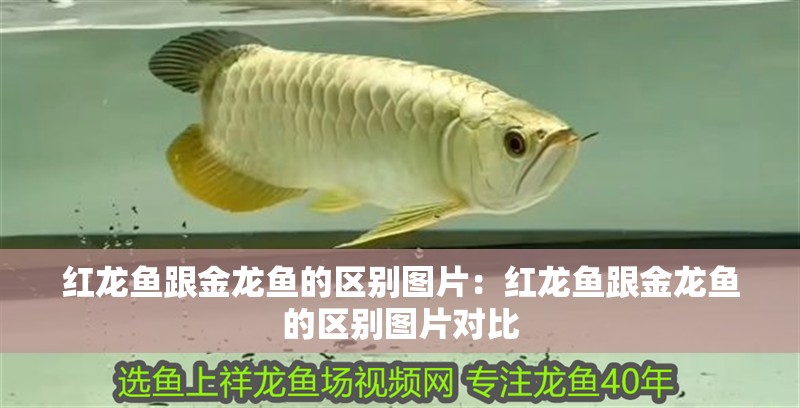 紅龍魚跟金龍魚的區別圖片：紅龍魚跟金龍魚的區別圖片對比