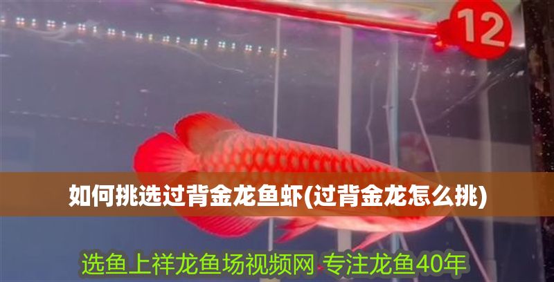 如何挑選過背金龍魚蝦(過背金龍怎么挑)