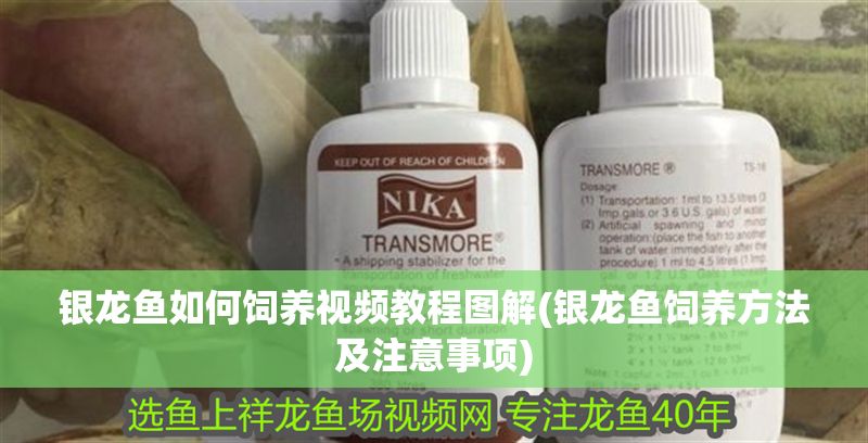 銀龍魚如何飼養視頻教程圖解(銀龍魚飼養方法及注意事項)