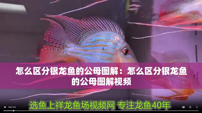 怎么區分銀龍魚的公母圖解：怎么區分銀龍魚的公母圖解視頻