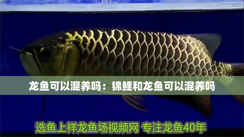 龍魚可以混養嗎：錦鯉和龍魚可以混養嗎