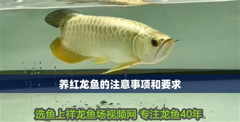 養(yǎng)紅龍魚的注意事項和要求