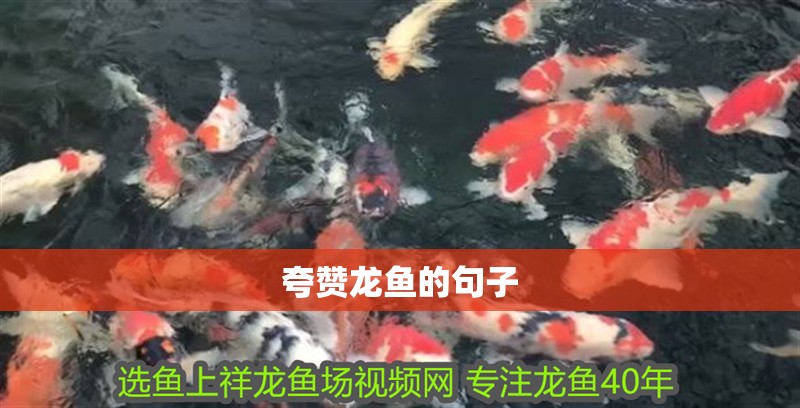 夸贊龍魚的句子