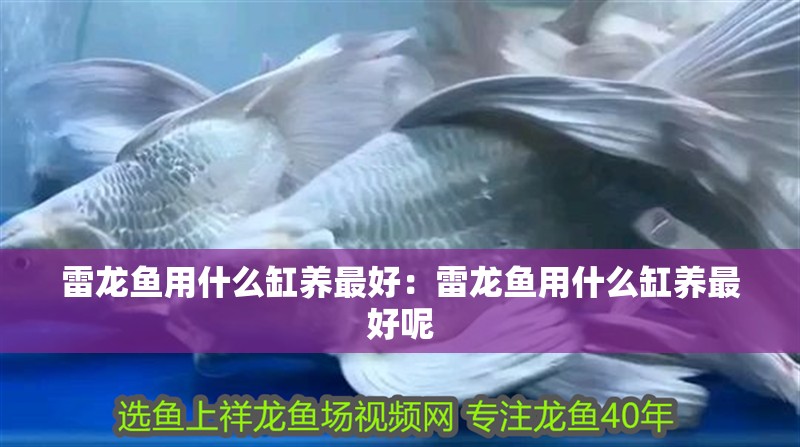 雷龍魚用什么缸養最好：雷龍魚用什么缸養最好呢