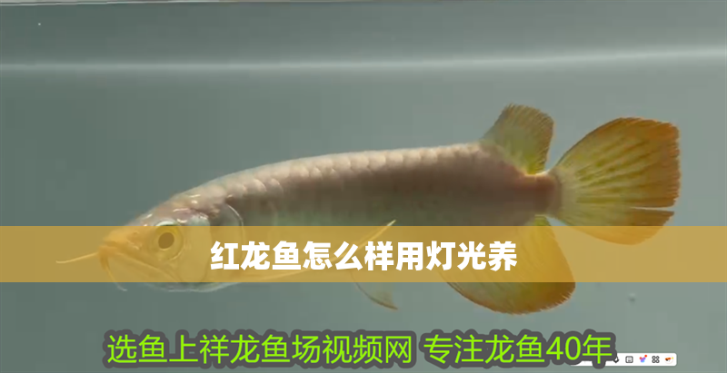 紅龍魚怎么樣用燈光養
