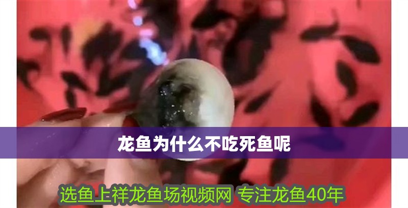 金龍魚雕件寓意什么含義