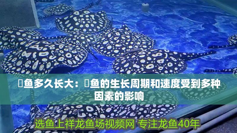 魟魚(yú)多久長(zhǎng)大：魟魚(yú)的生長(zhǎng)周期和速度受到多種因素的影響