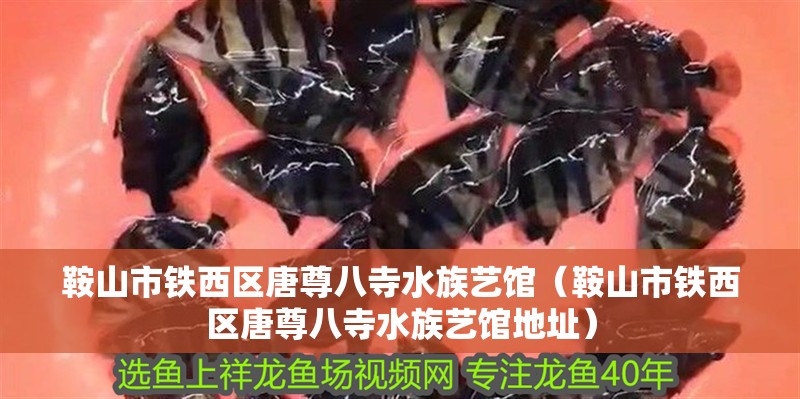 鞍山市鐵西區(qū)唐尊八寺水族藝館（鞍山市鐵西區(qū)唐尊八寺水族藝館地址）