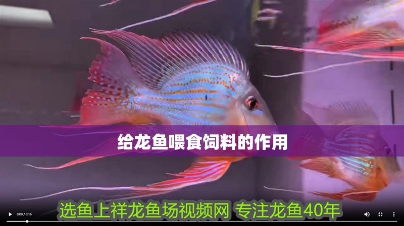 給龍魚喂食飼料的作用