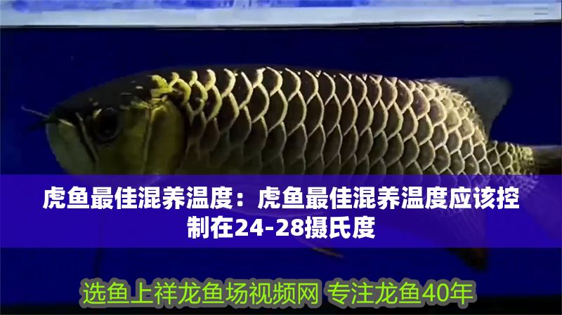 虎魚最佳混養溫度：虎魚最佳混養溫度應該控制在24-28攝氏度