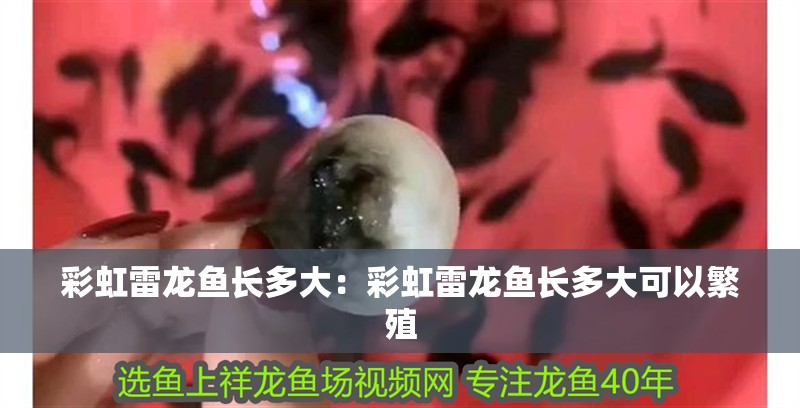 彩虹雷龍魚長多大：彩虹雷龍魚長多大可以繁殖