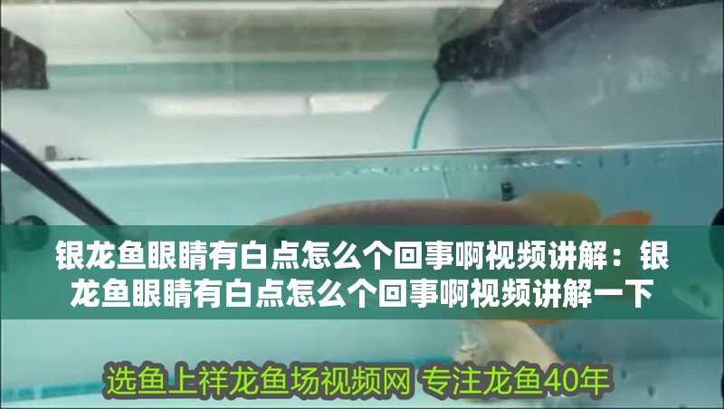 銀龍魚眼睛有白點怎么個回事啊視頻講解：銀龍魚眼睛有白點怎么個回事啊視頻講解一下
