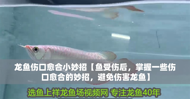 龍魚傷口愈合小妙招【魚受傷后，掌握一些傷口愈合的妙招，避免傷害龍魚】
