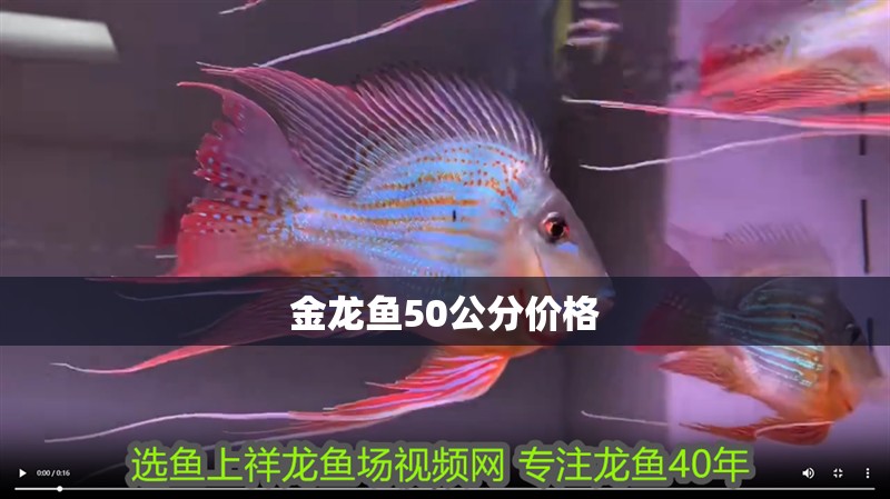 金龍魚(yú)50公分價(jià)格