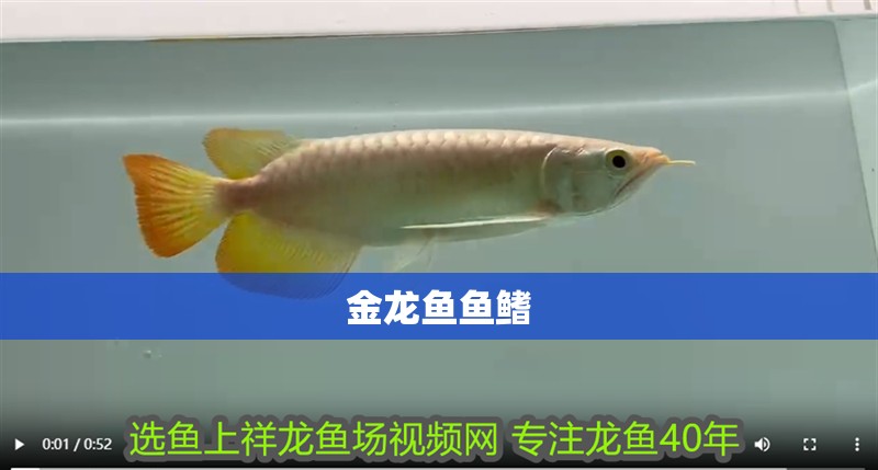 金龍魚魚鰭