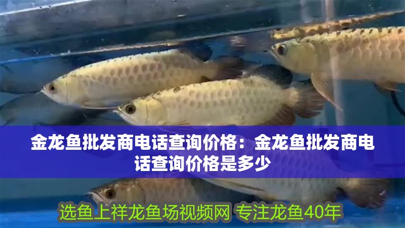 金龍魚批發商電話查詢價格：金龍魚批發商電話查詢價格是多少