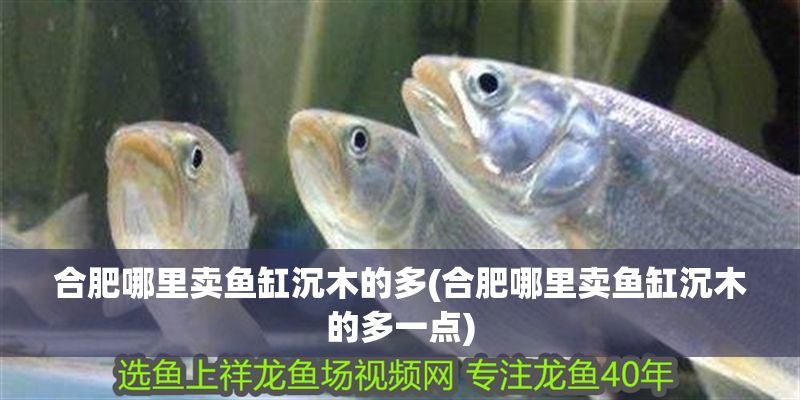 合肥哪里賣魚缸沉木的多(合肥哪里賣魚缸沉木的多一點)