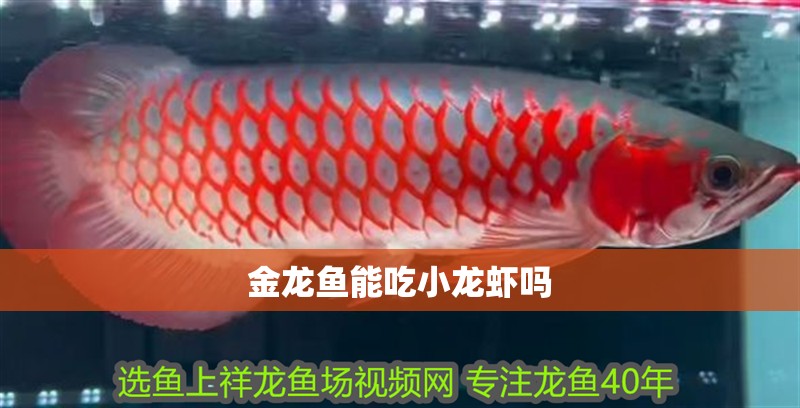 金龍魚能吃小龍蝦嗎