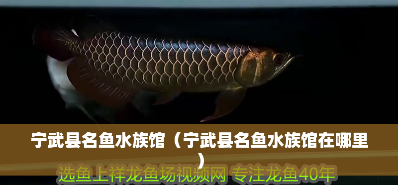 寧武縣名魚水族館（寧武縣名魚水族館在哪里）