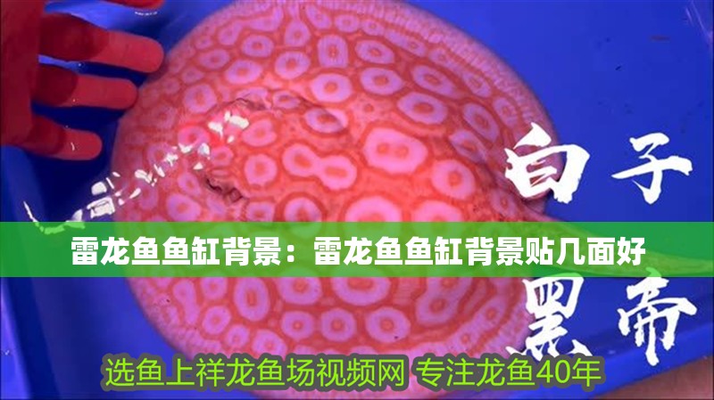 雷龍魚魚缸背景：雷龍魚魚缸背景貼幾面好